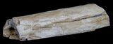 Unpolished Petrified Wood Limb - Blue Forest #6219-2